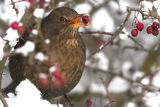 Blackbird 